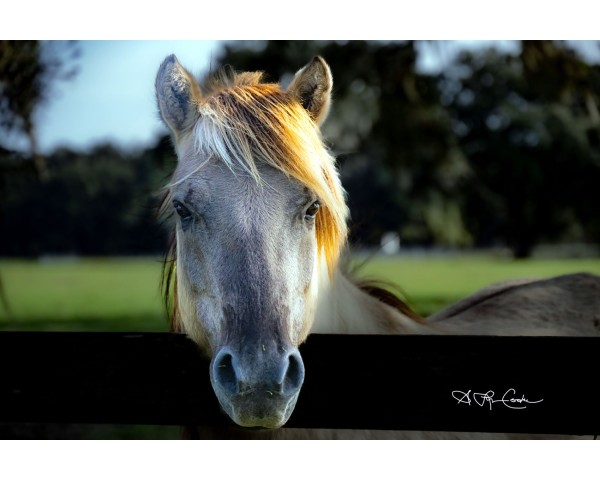 Miscellaneous Photos