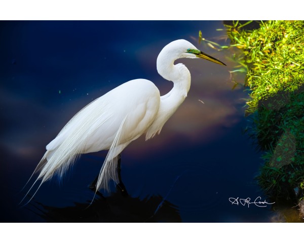 Egrets - Flamingos - Osprey